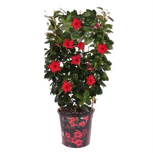 Bild von Kp19 Sundaville Rek Pink